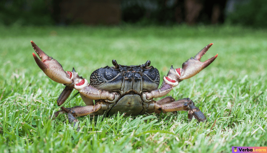 Mơ thấy cua đồng