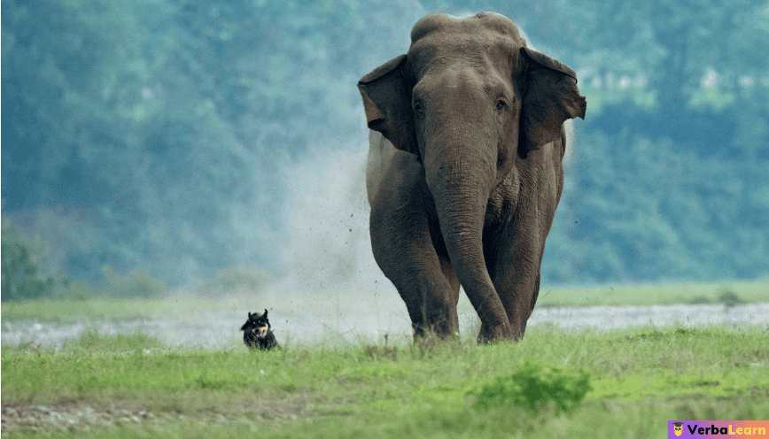 Mơ thấy voi đuổi