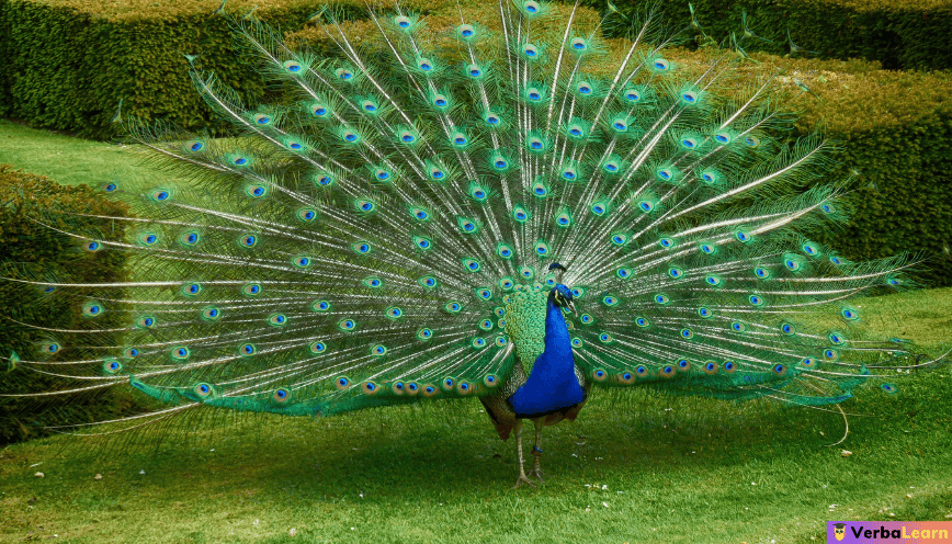 Mơ thấy chim công