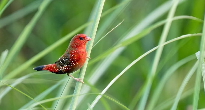 Chim ỉa trúng chân ngụ tài lộc đi lại