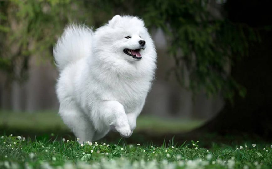Chó bỏ đi không rõ lý do cho thấy chúng đang gánh vận xui cho gia đình bạn