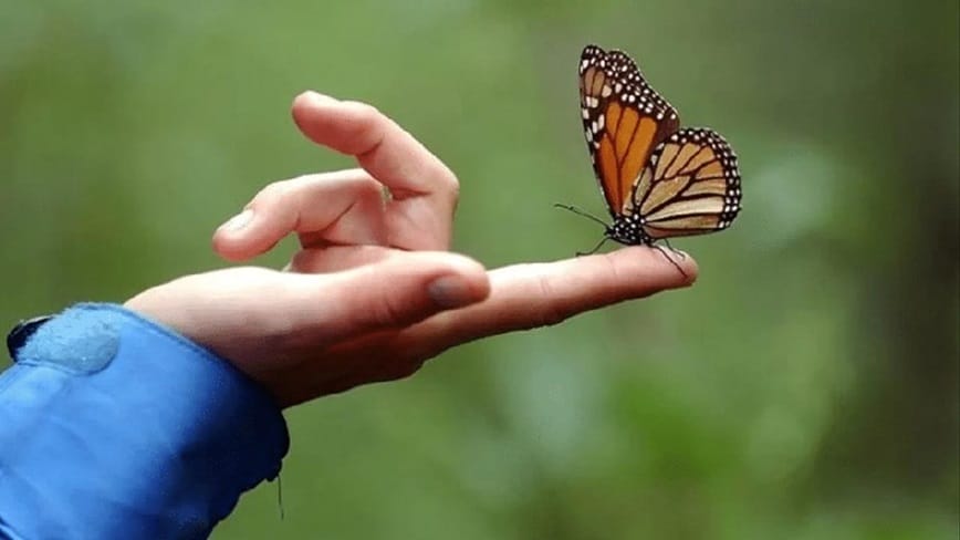 Đánh số gì may mắn khi thấy bướm vàng đậu vào tay?