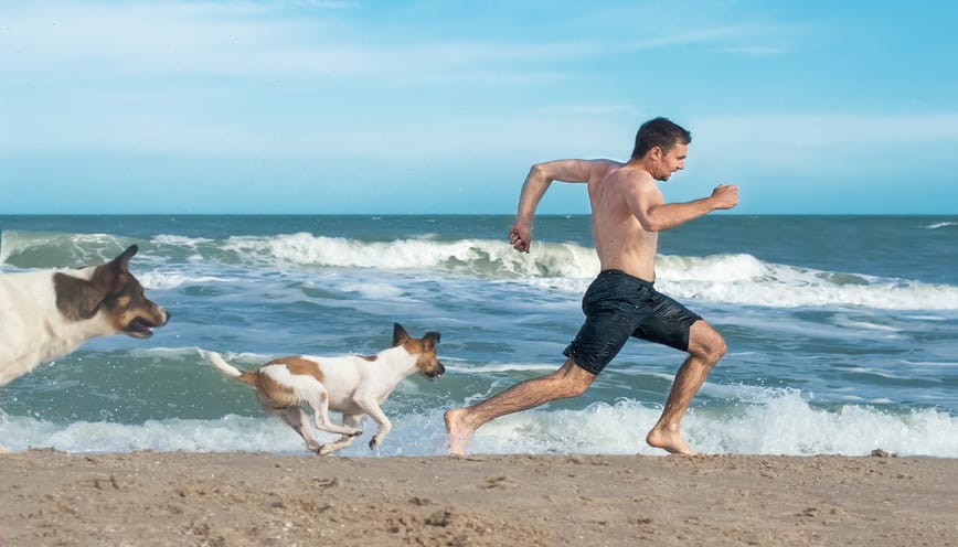 Đi đường bị chó đuổi la điềm gì? Thông điệp ngầm từ vũ trụ