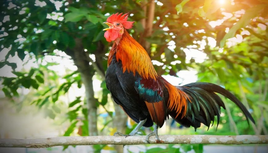 Gà gáy trưa la điềm báo gì? Những thông điệp đến từ vũ trụ