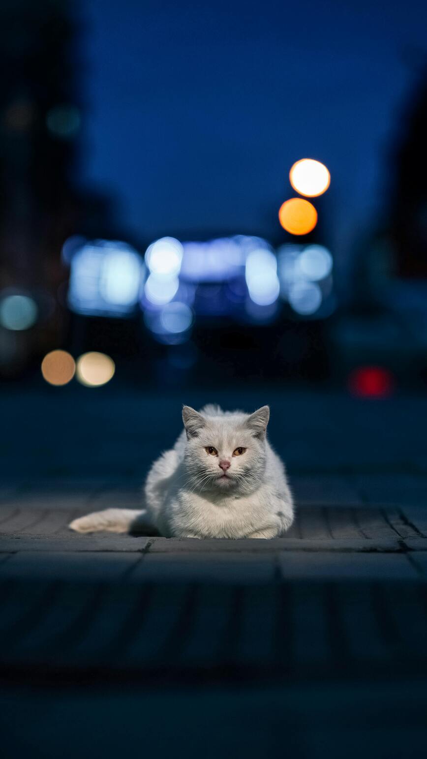 Gặp mèo trắng ban đêm la điềm gì