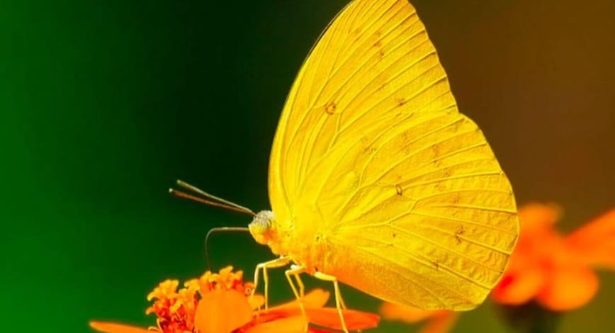 Giải mã bướm vàng đậu vào tay là điềm gì?