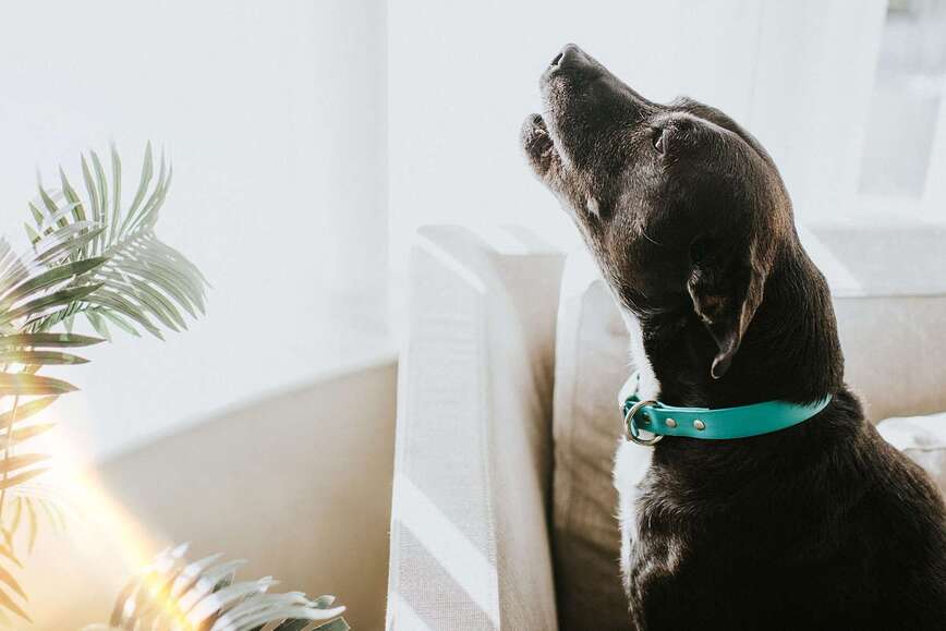Giải mã điềm báo chó hú vào những khung giờ khác nhau