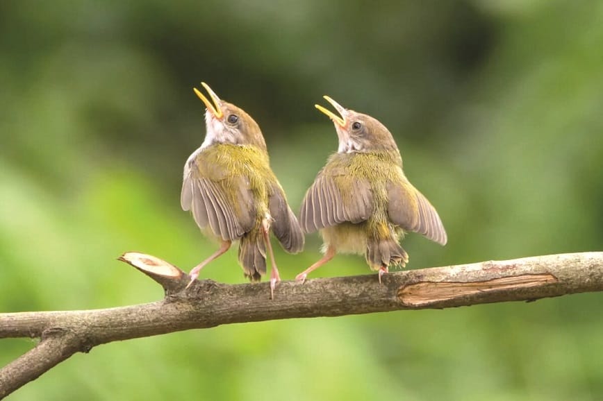 Luận giải chi tiết chim ỉa vào người là điềm gì