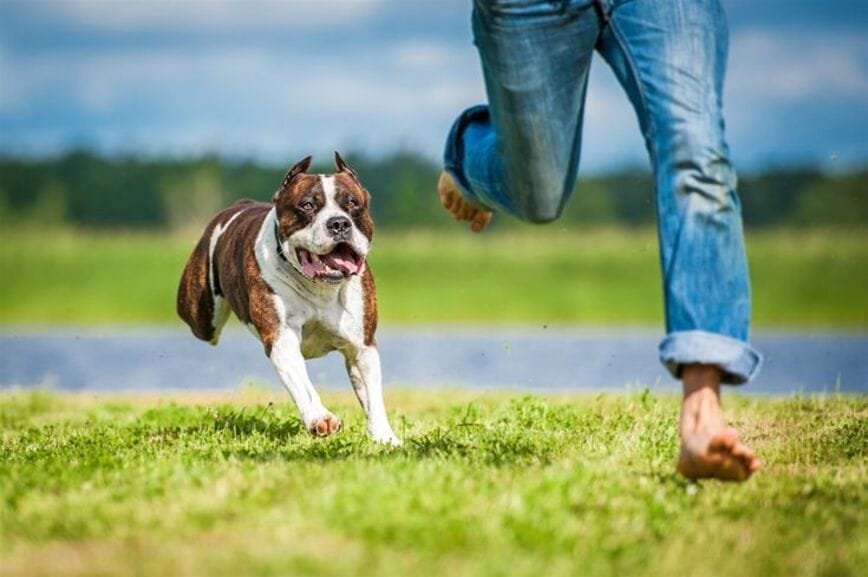 Nên làm gì khi bị chó đuổi theo?
