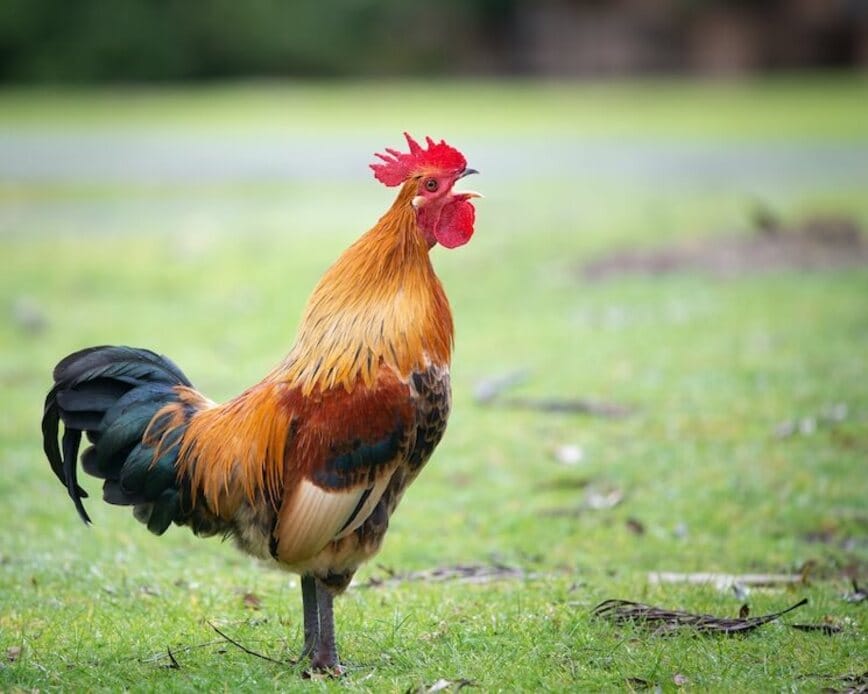 Nghe thấy tiếng gà gáy giữa trưa đứt quãng