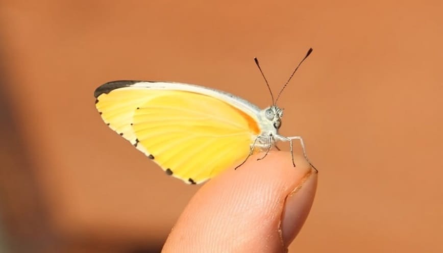 Ý nghĩa biểu tượng của bướm vàng