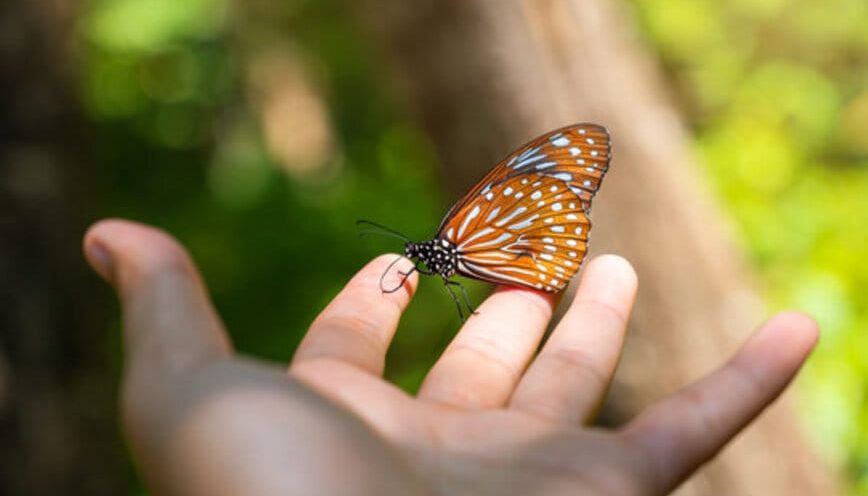 Bướm đậu ở vị trí tay nào? Giải thích thêm về điềm báo