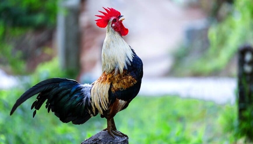 Gà gáy lúc 5h chiều la điềm gì? Giải đáp bí ẩn cực chính xác