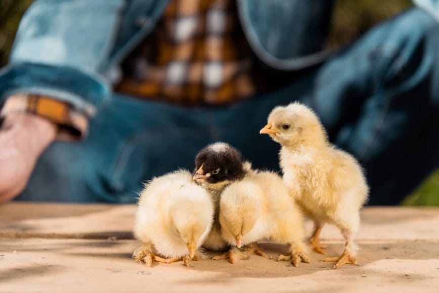 Giải mã chi tiết điềm báo gà con ghé thăm nhà