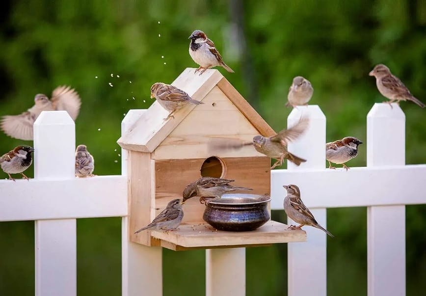 Nghe thấy tiếng hót của chim sẻ