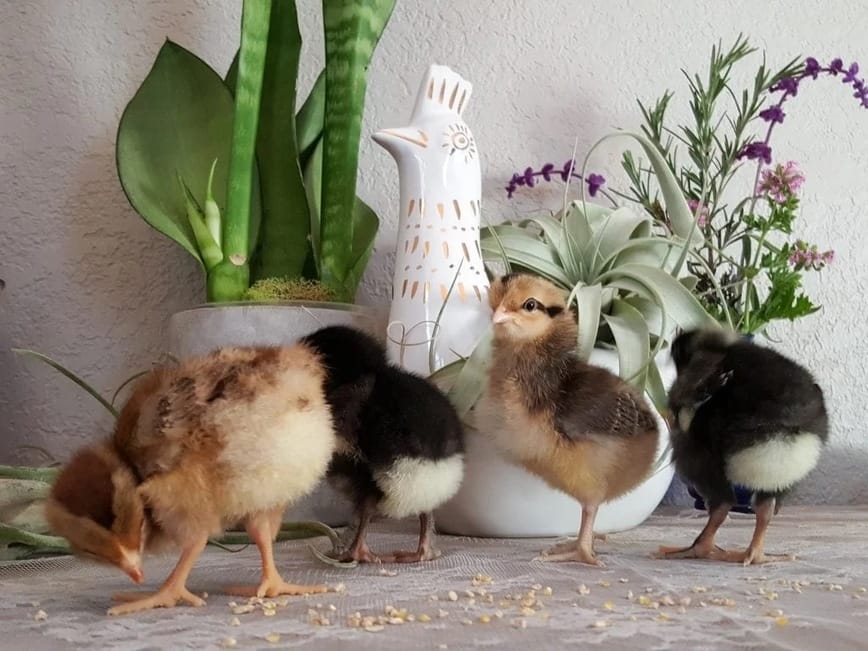 Theo quan niệm dân gian, gà con là biểu tượng cho sự thuần khiết, khởi đầu mới và tiềm năng vô hạn