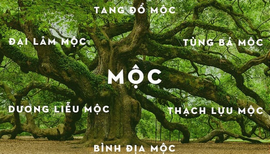 Người mệnh Mộc sinh năm nào?