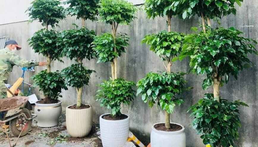 Cây hạnh phúc hợp mệnh gì? Giải đáp chi tiết