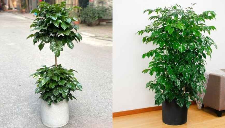 Ý nghĩa tổng quan của cây hạnh phúc trong phong thuỷ