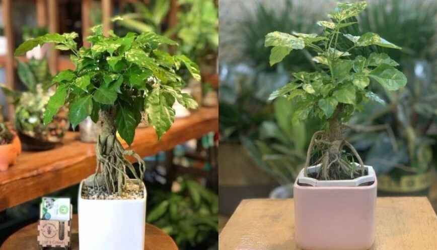 Cách chọn và bố trí cây hạnh phúc hợp phong thủy