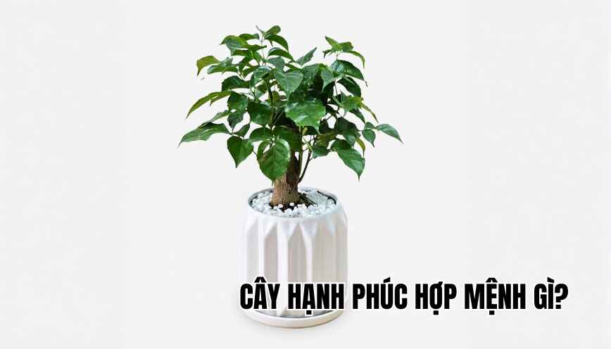 cây hạnh phúc hợp mệnh gì