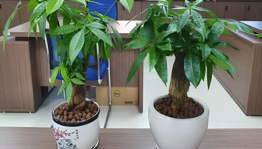 Cây kim ngân hợp mệnh gì? Chọn cây chuẩn phong thủy