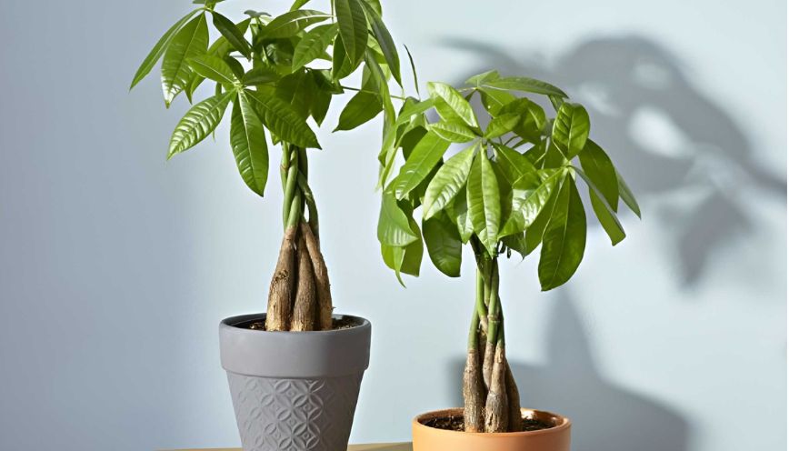 Cây kim ngân hợp mệnh gì nhất?