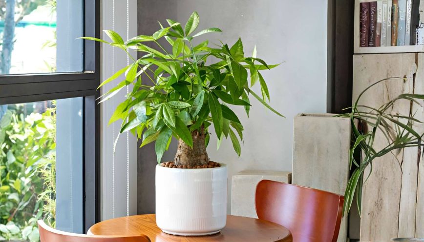 Cây Kim Ngân hợp tuổi nào?