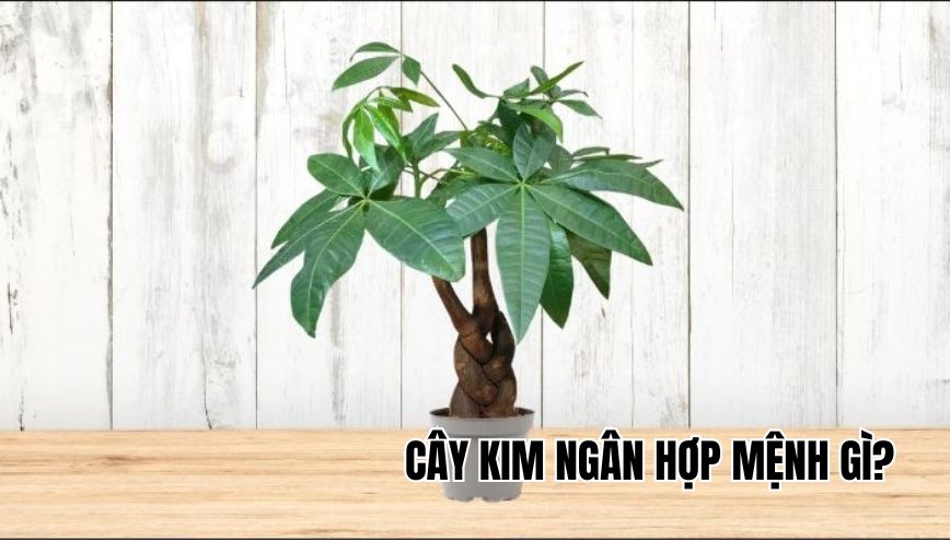 cây kim ngân hợp mệnh gì