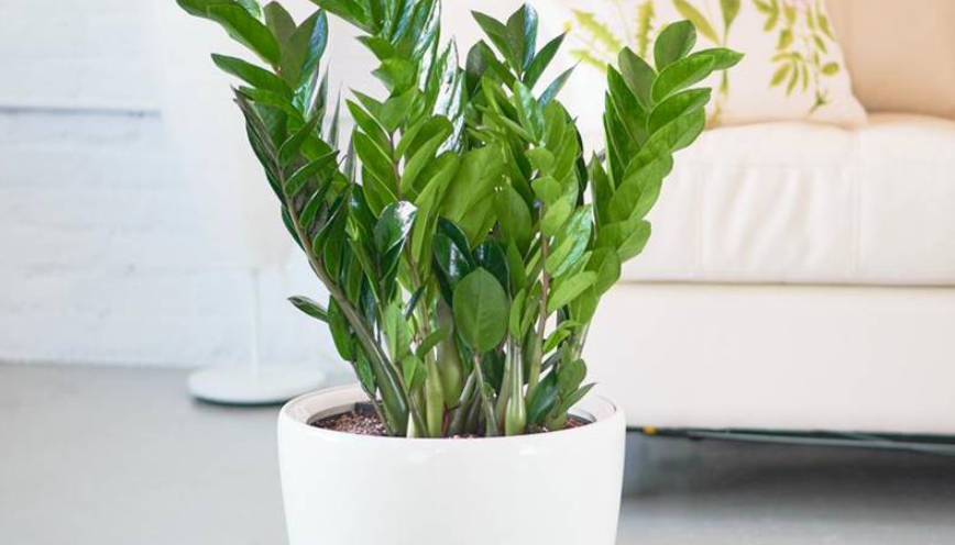 Cây kim tiền hợp mệnh gì? Cách chọn cây chuẩn phong thủy