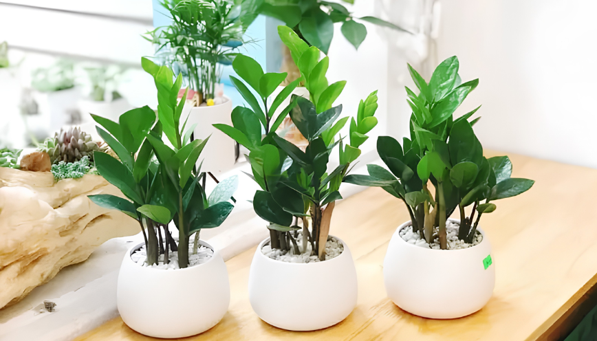 Cây kim tiền hợp mệnh gì? Mệnh Mộc và Hỏa phù hợp nhất