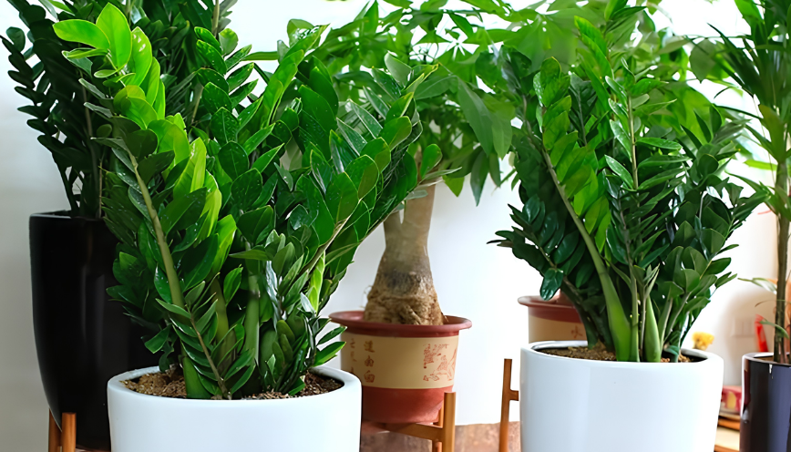 Cây Kim Tiền có hợp mệnh Kim, Thủy và Thổ không?