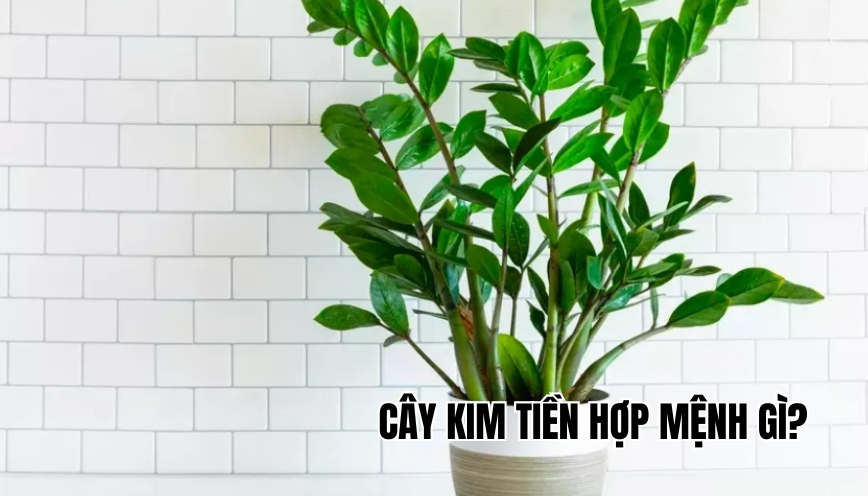cây kim tiền hợp mệnh gì