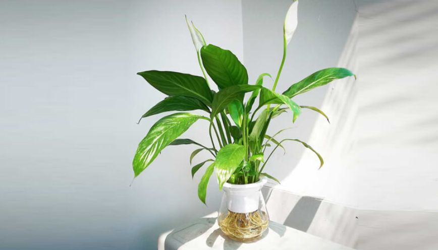 Giải đáp chi tiết theo phong thủy cây Lan Ý hợp mệnh gì?