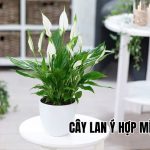 cây Lan Ý hợp mệnh gì