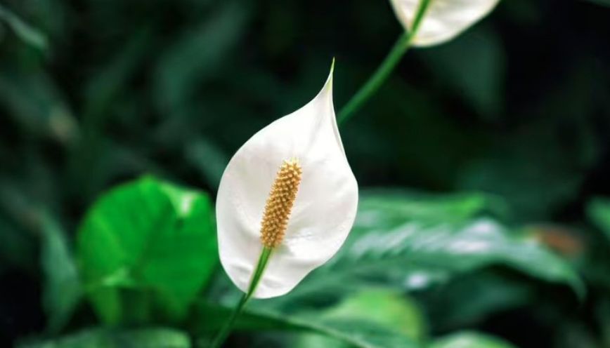 Cây Lan Ý hợp tuổi nào và nên đặt ở đâu?