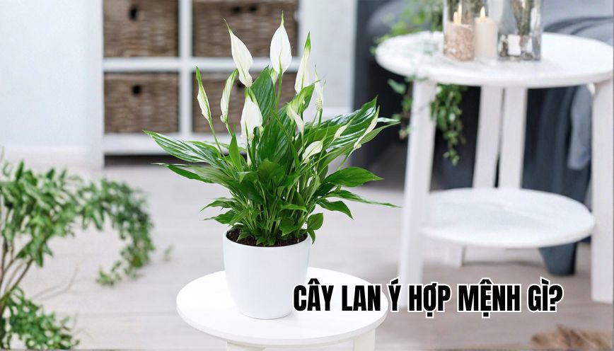 cây Lan Ý hợp mệnh gì