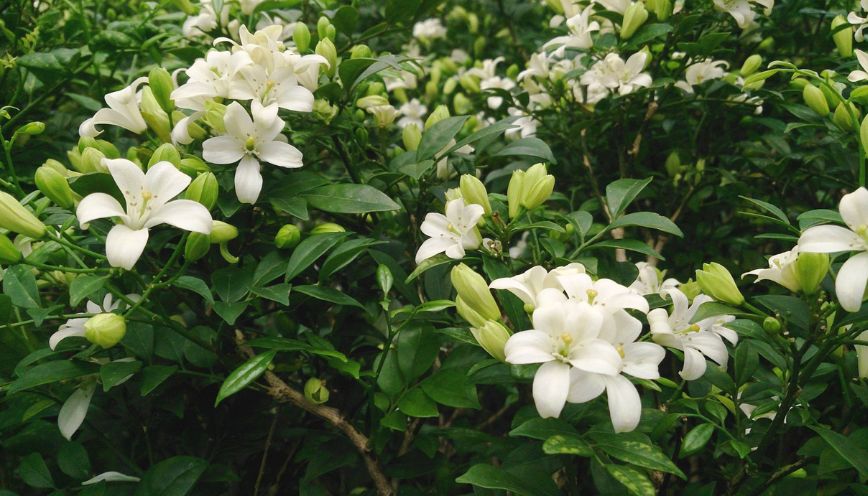 Giải mã ý nghĩa phong thủy cây nguyệt quế hợp mệnh gì?