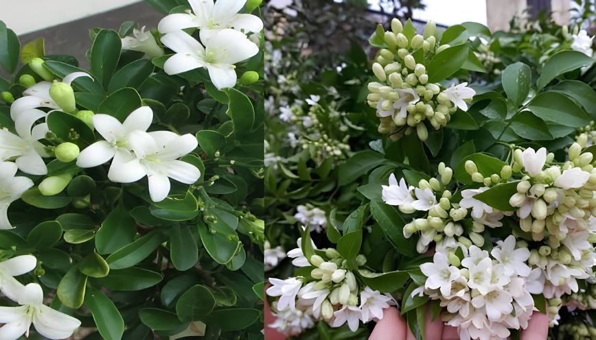 Cây nguyệt quế hợp mệnh gì? Mệnh nào nên trồng?