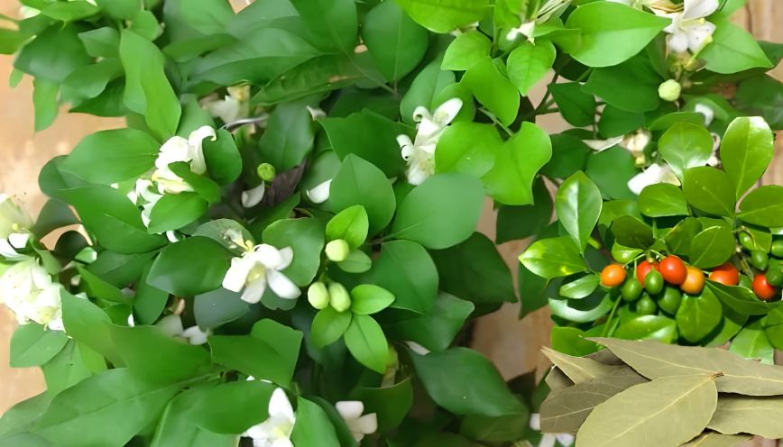 Ý nghĩa phong thủy của cây nguyệt quế