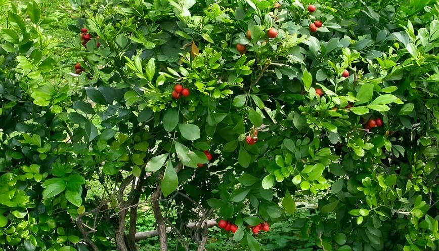 Cây nguyệt quế hợp tuổi nào? Có nên trồng trước nhà?