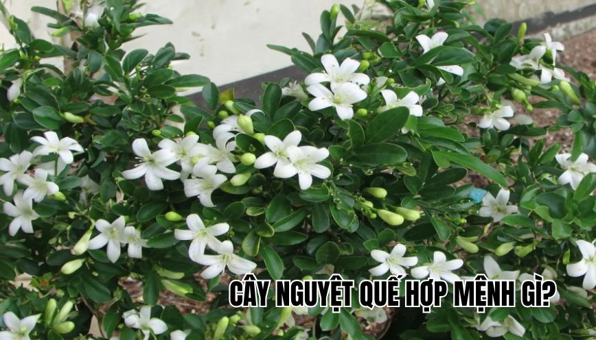 cây nguyệt quế hợp mệnh gì
