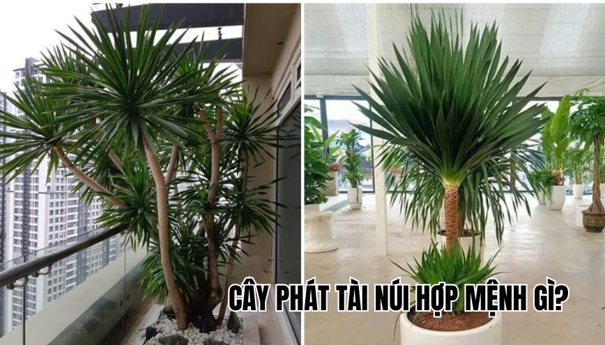 cây phát tài núi hợp mệnh gì