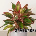 cây phú quý hợp mệnh gì