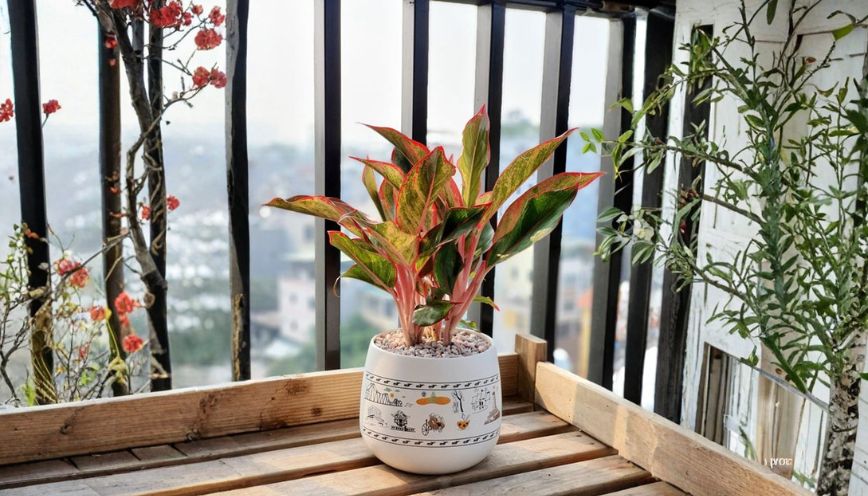 Cây Phú Quý hợp tuổi nào? Ý nghĩa phong thủy nổi bật
