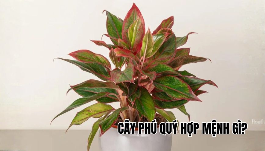 cây phú quý hợp mệnh gì