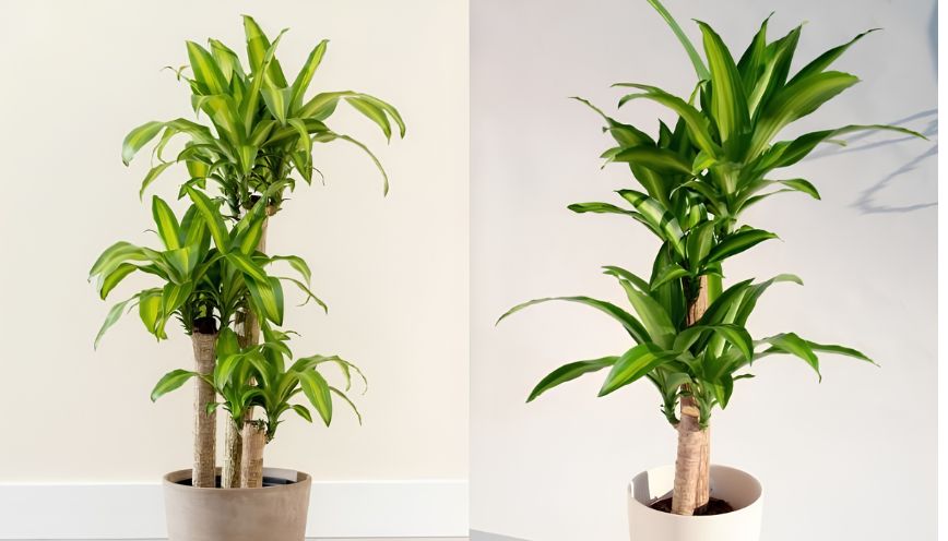 Cây Thiết Mộc Lan hợp mệnh gì? Cách chọn cây phong thủy