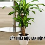 cây Thiết Mộc Lan hợp mệnh gì