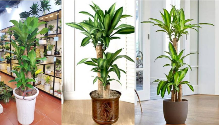 Cây Thiết Mộc Lan hợp mệnh gì theo ngũ hành?