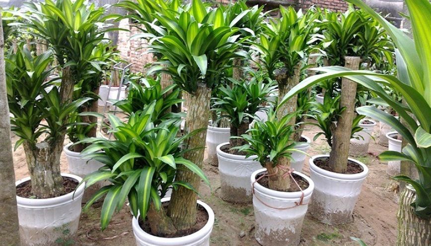 Cách chọn Thiết Mộc Lan theo phong thủy